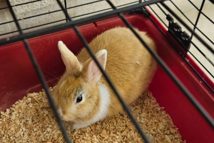 Fundmeldung Hase Unbekannt Saint-Michel Frankreich