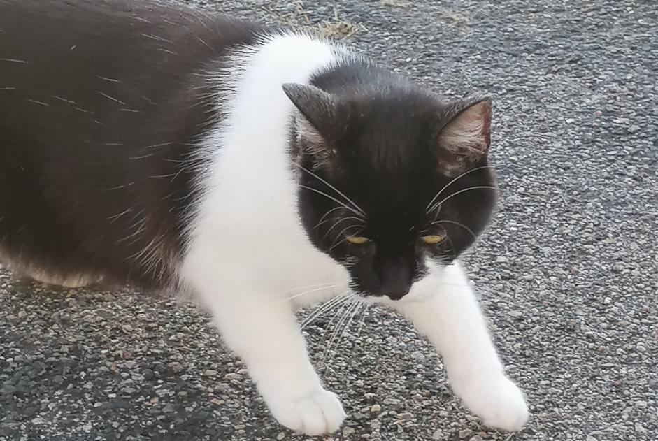 Fundmeldung Katze Weiblich , 1 Jahr La Chapelle-Saint-Mesmin Frankreich