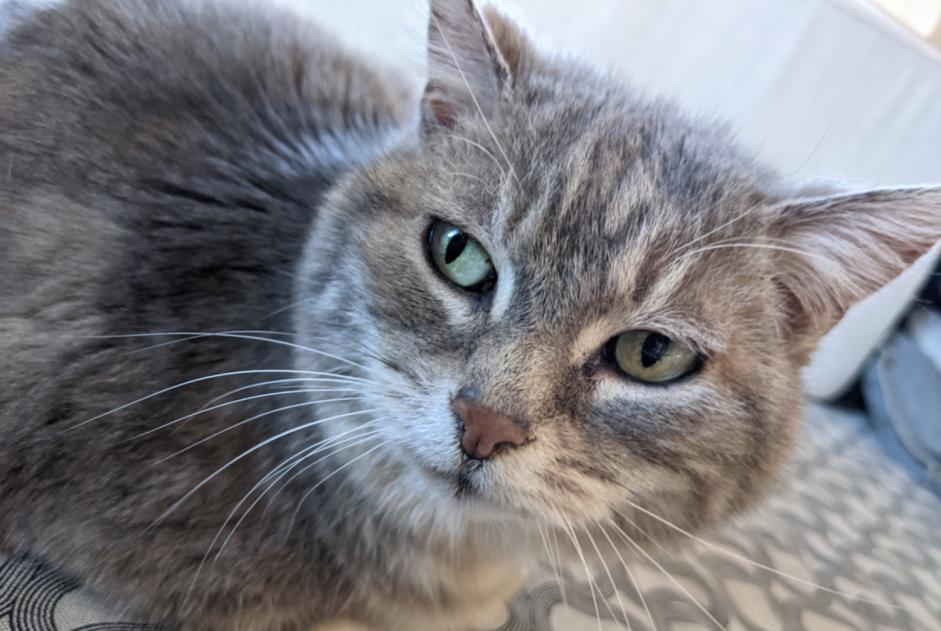 Vermisstmeldung Katze  Weiblich , 16 jahre Bourges Frankreich