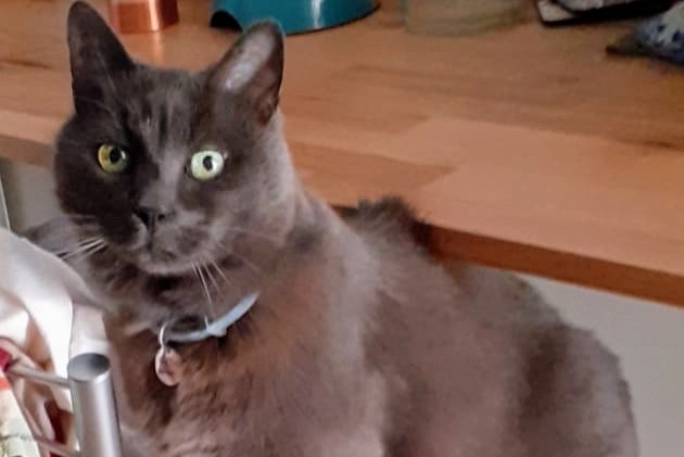 Vermisstmeldung Katze Männliche , 13 jahre Louviers Frankreich