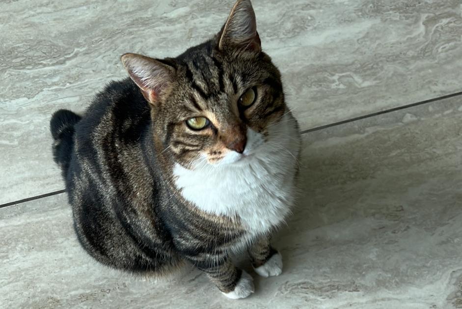 Vermisstmeldung Katze Männliche , 7 jahre Cesseville Frankreich