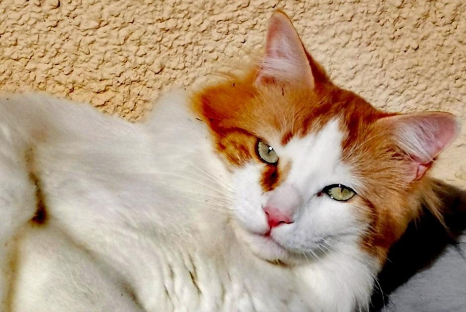 Vermisstmeldung Katze rassenmischung Männliche , 5 jahre Chaville Frankreich