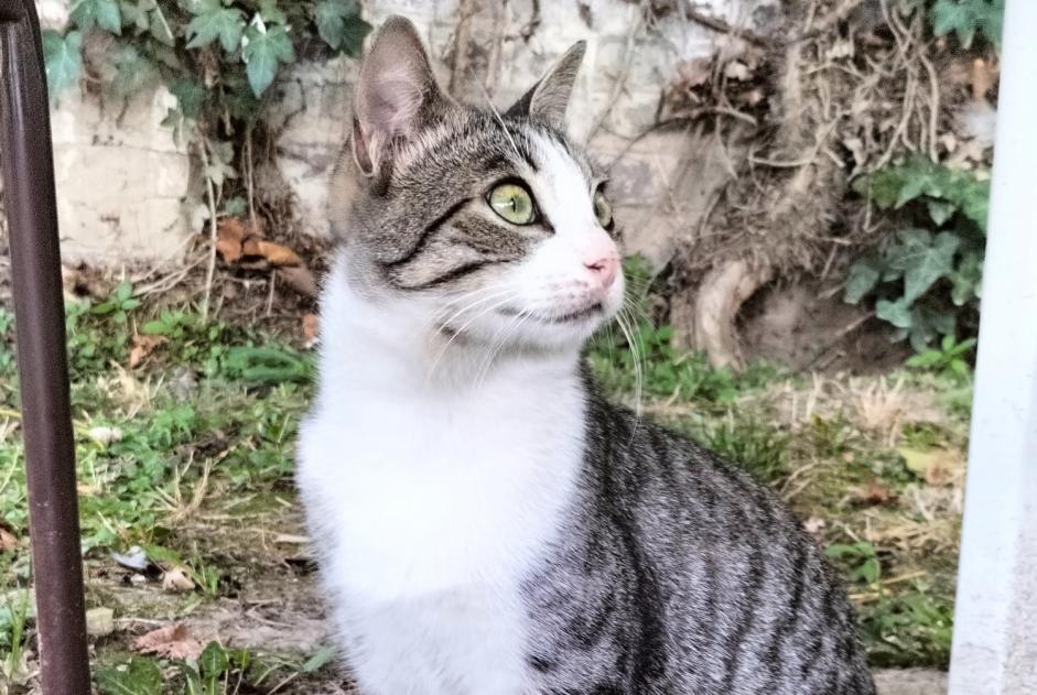 Discovery alert Cat  Male Le Bourget France