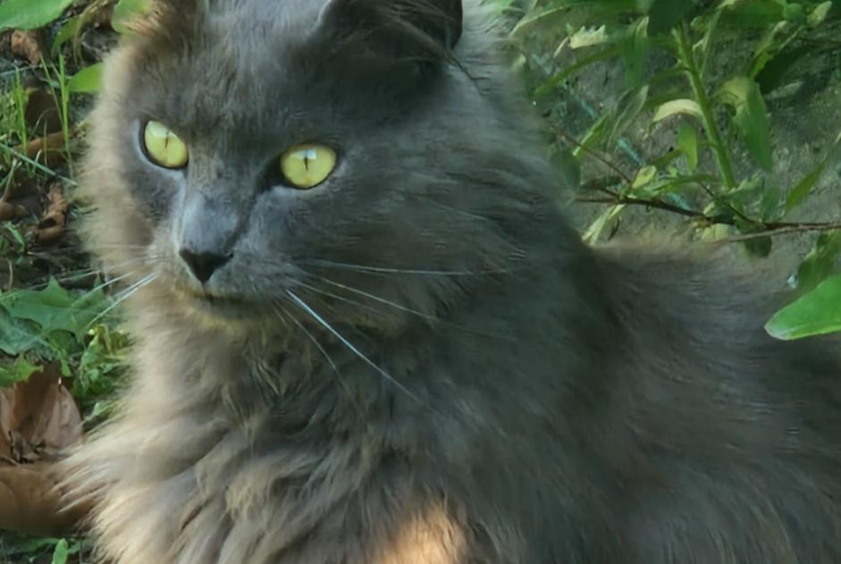Discovery alert Cat miscegenation Unknown Les Sables-d'Olonne France