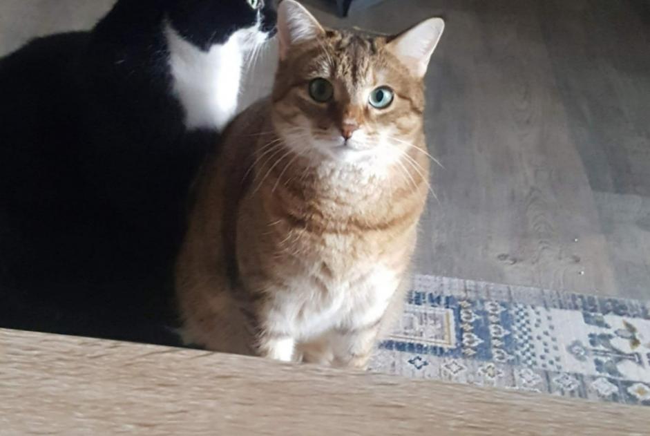 Disappearance alert Cat  Female , 2 years Ballancourt-sur-Essonne France