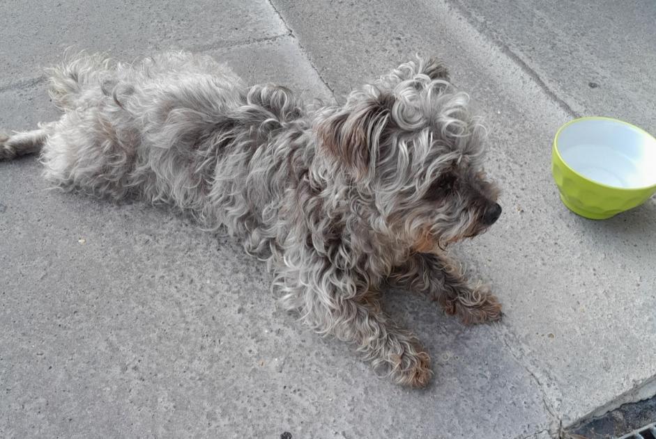 Discovery alert Dog  Female , 7 years Saint-Gilles-Croix-de-Vie France
