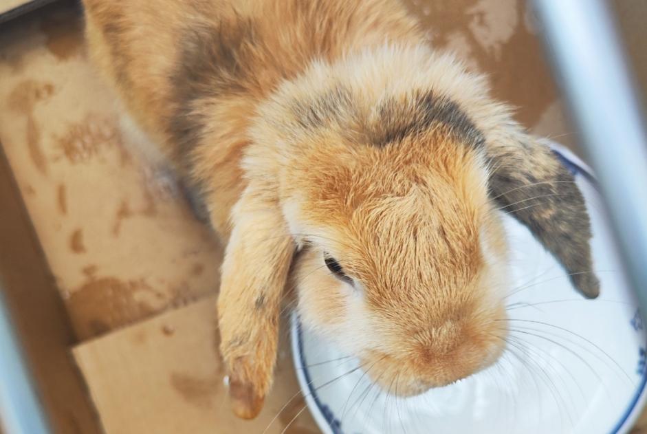 Alerta de Hallazgo Conejo Desconocido Toulon Francia