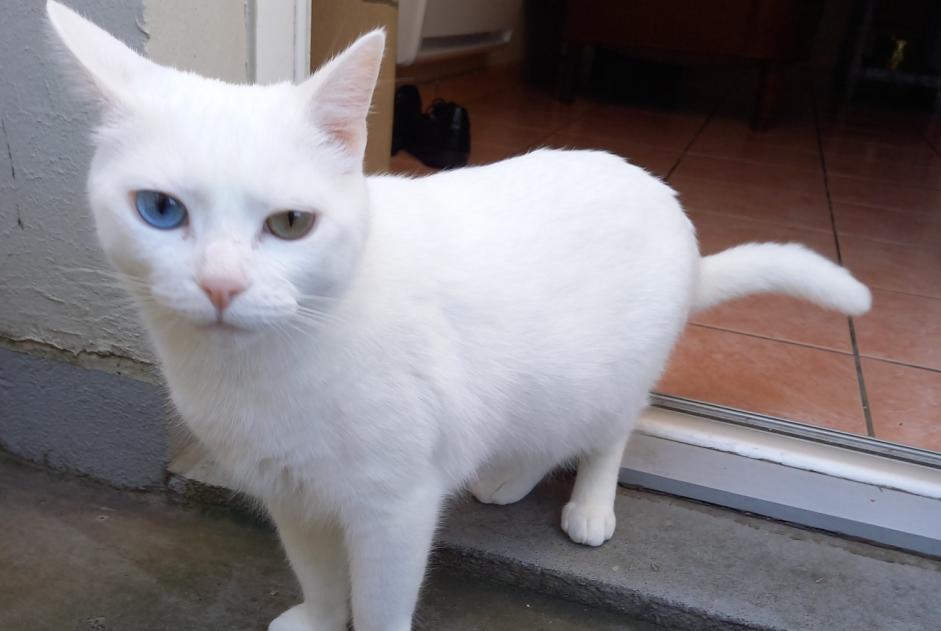 Alerta de Desaparición Gato  Macho , 5 años Eysines Francia