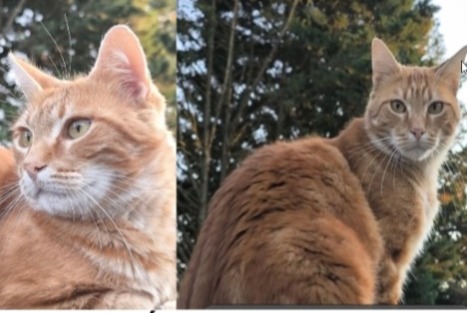 Alerta de Desaparición Gato Macho , 4 años Fontenay-sur-Loing Francia