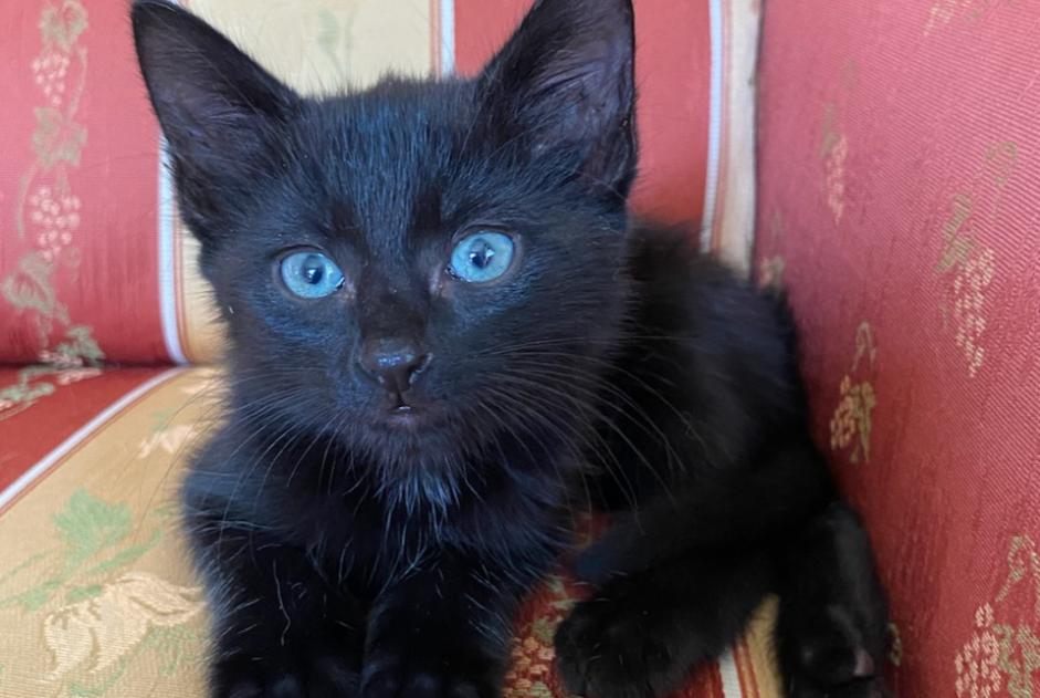 Alerta de Desaparición Gato Macho , 1 años Chambon-la-Forêt Francia