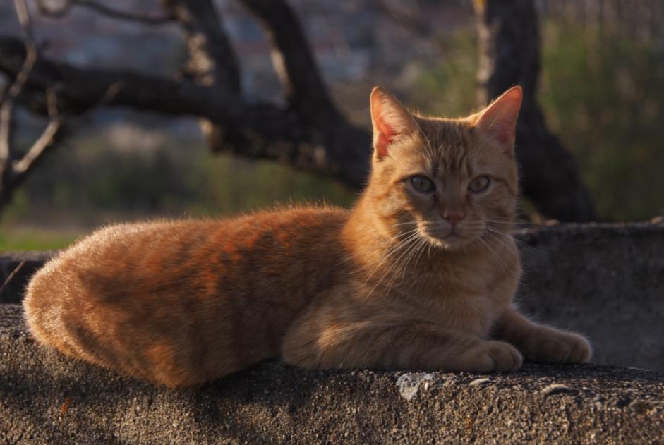 Alerta de Desaparición Gato Macho , 4 años Le Crest Francia