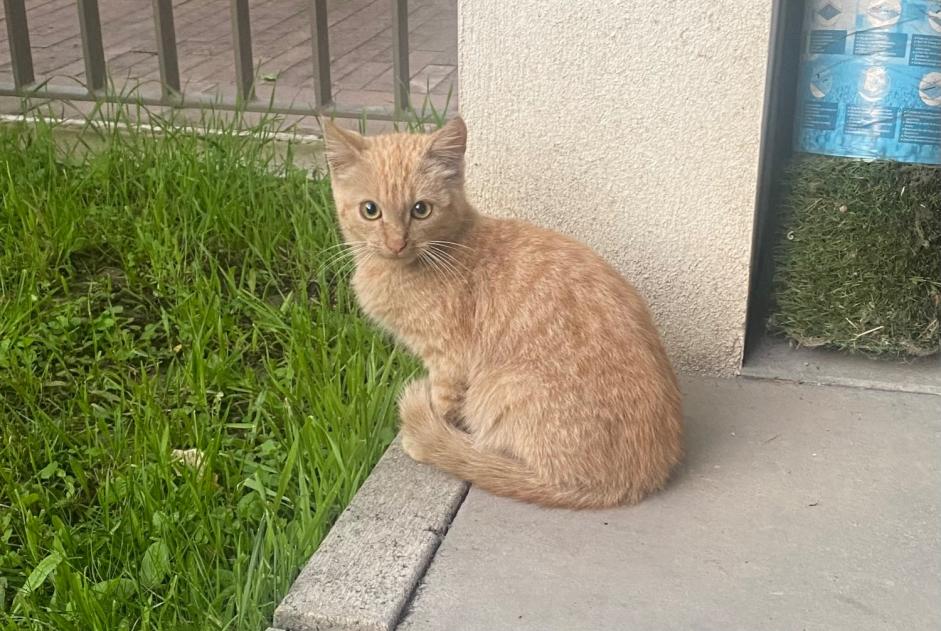 Alerta de Hallazgo Gato  Desconocido Nantes Francia