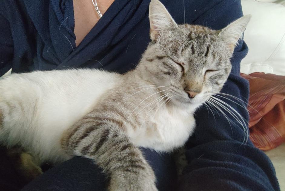 Alerte Disparition Chat croisement Mâle , 3 ans Bernay France