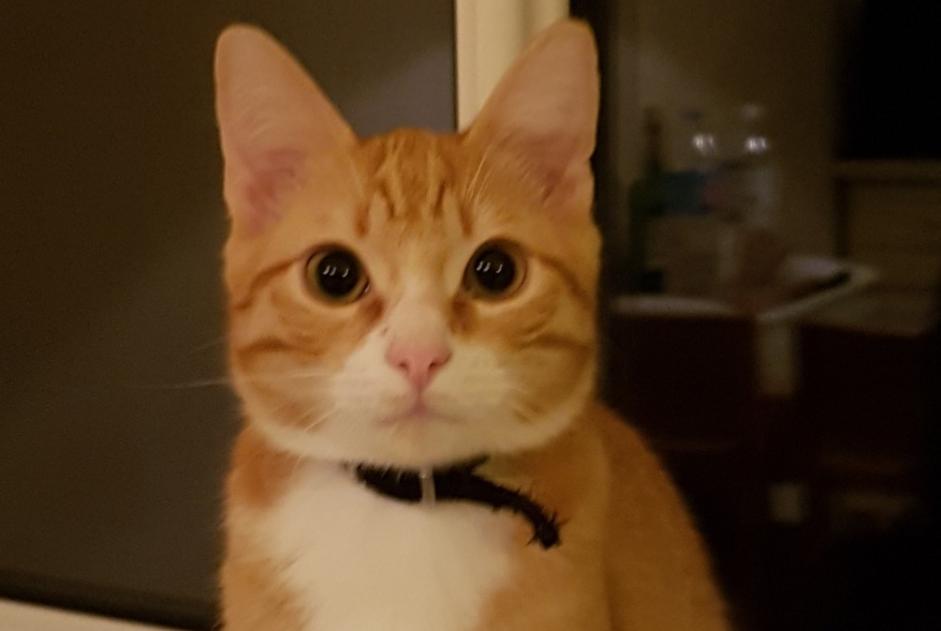 Alerte Disparition Chat  Mâle , 7 ans Cers France