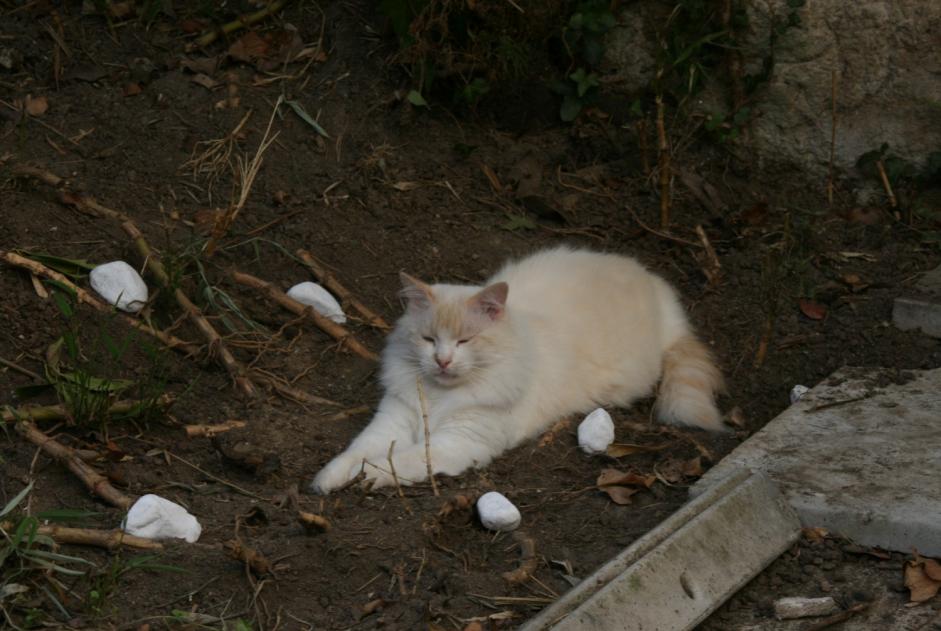 Alerte Disparition Chat  Mâle , 7 ans Nantes France