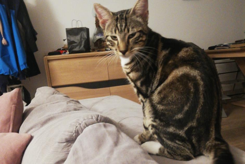 Alerte Disparition Chat Mâle , 1 ans Montreuil France