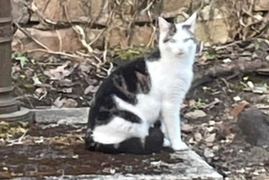 Alerte Disparition Chat  Mâle , 2 ans La Roche-sur-Yon France