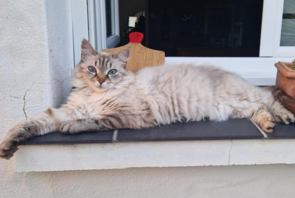 Alerte Disparition Chat  Femelle , 10 ans Soullans France