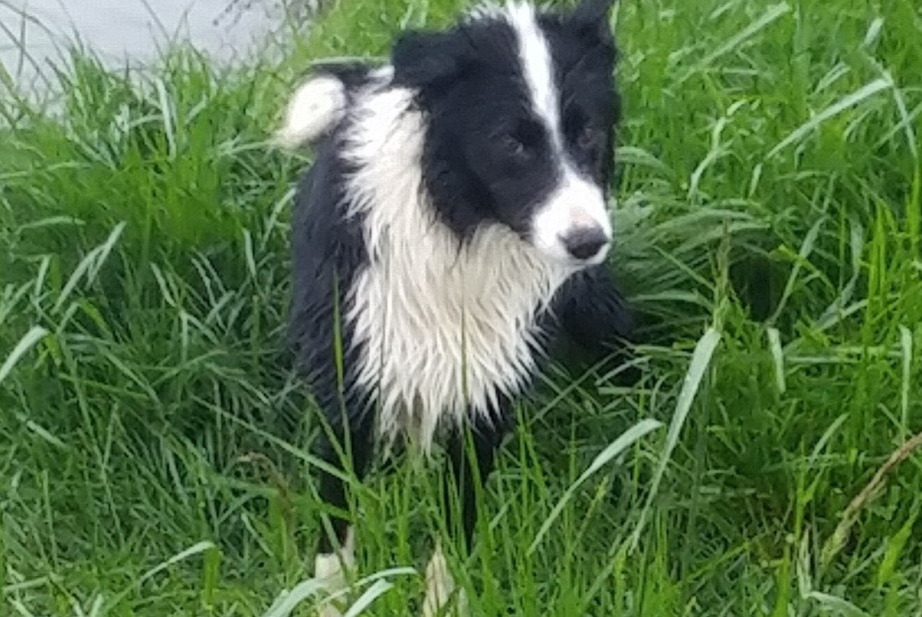 Alerte Disparition Chien  Mâle , 2 ans Longré France