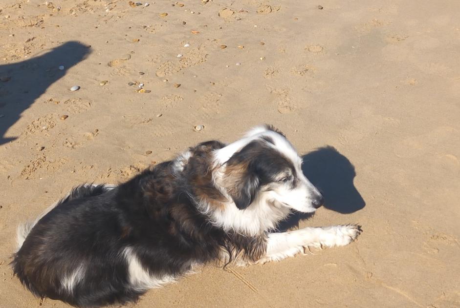 Alerte Disparition Chien croisement Femelle , 12 ans Bourdeilles France