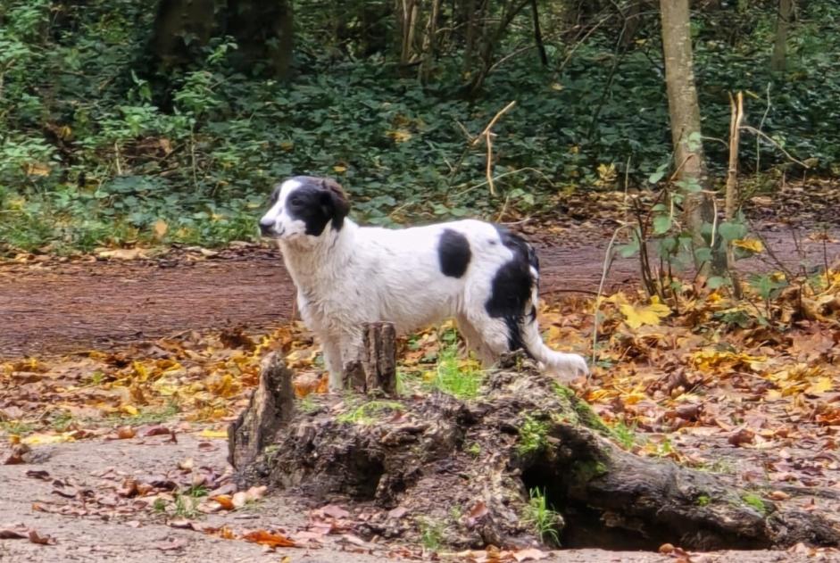 Alerte Découverte Chien croisement Inconnu Vincennes France