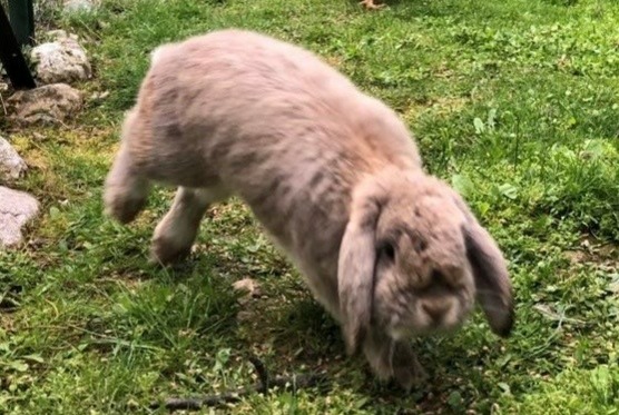 Alerte Disparition Lapin Mâle , 2024 ans Le Bourget-du-Lac France