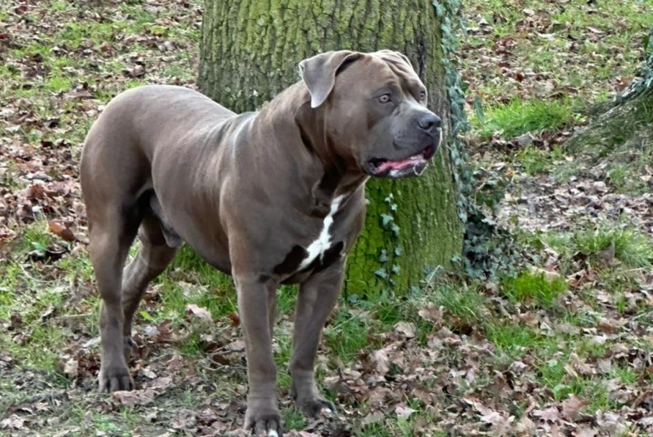 Avviso scomparsa Cane  Maschio , 2 anni Ouzouer-sur-Trézée Francia