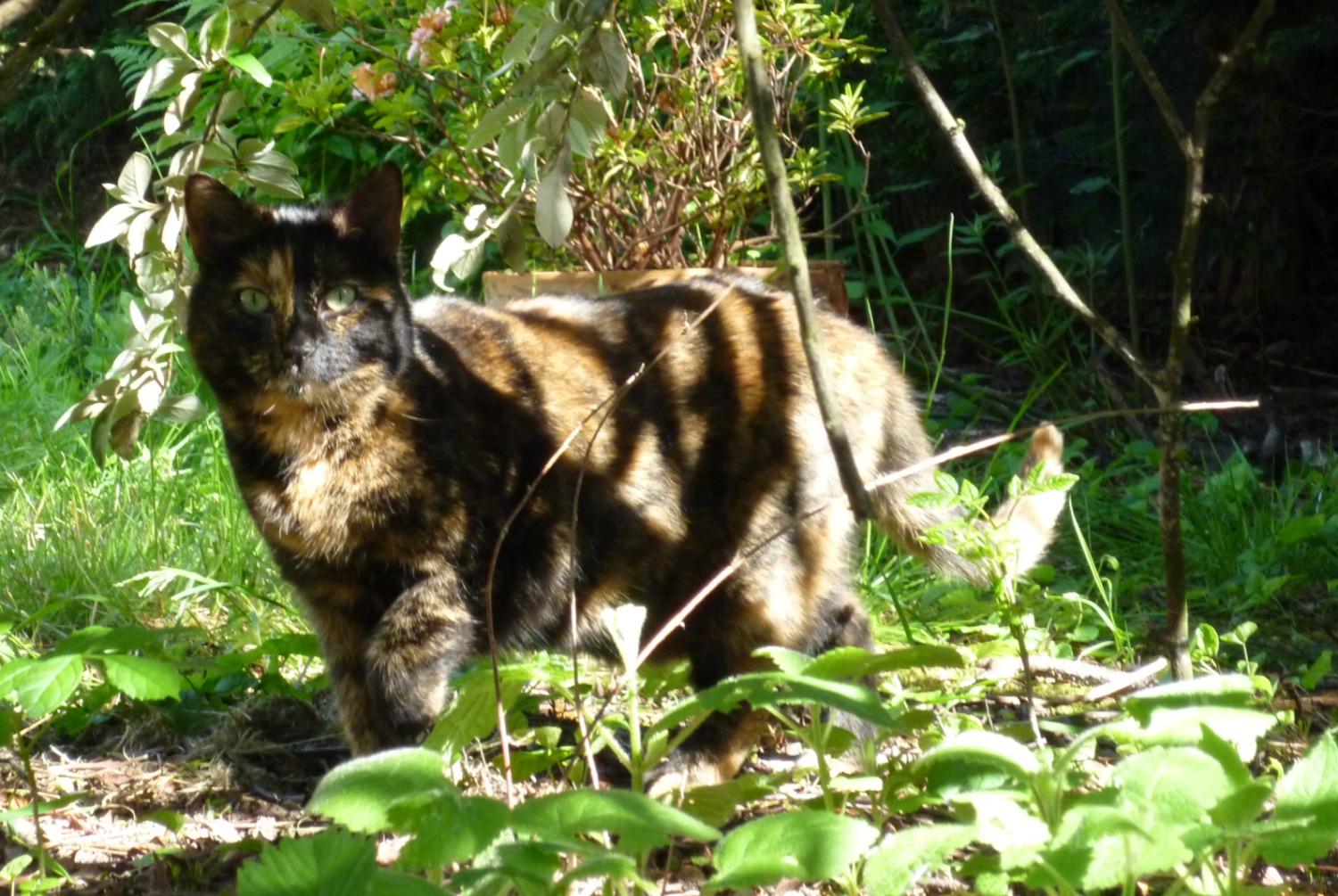 Avviso scomparsa Gatto Femmina , 12 anni Pontault-Combault Francia