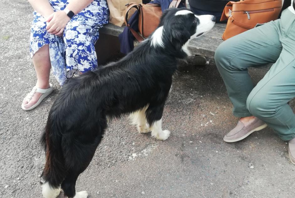 Ontdekkingsalarm Hond  Mannetje Pays-de-Belvès Frankrijk