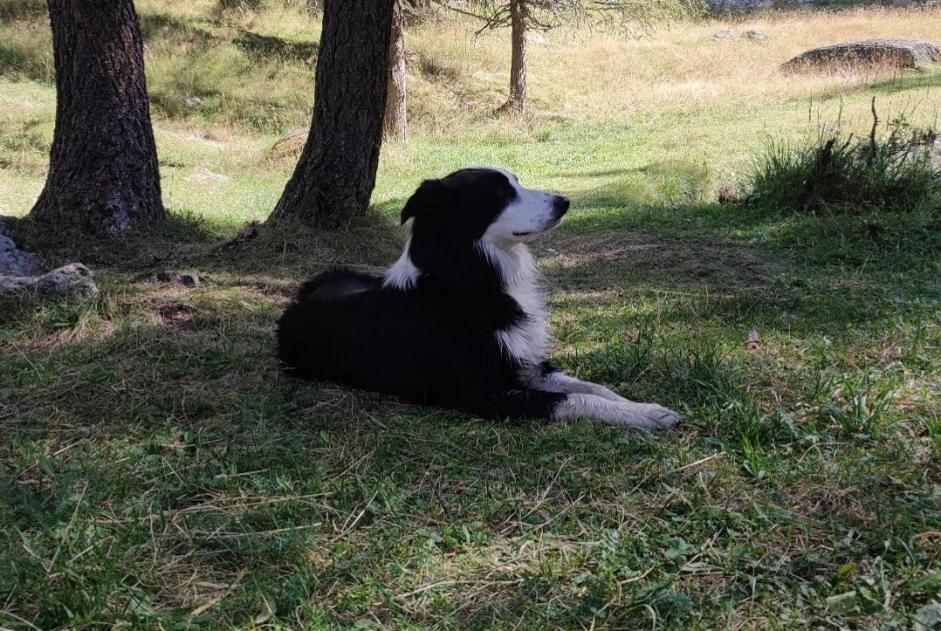 Verdwijningsalarm Hond  Mannetje , 3 jaar Notre-Dame-des-Landes Frankrijk