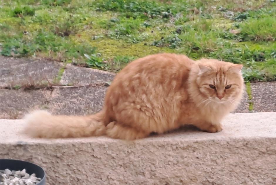 Alerta descoberta Gato Macho , 4 anos Le Givre France