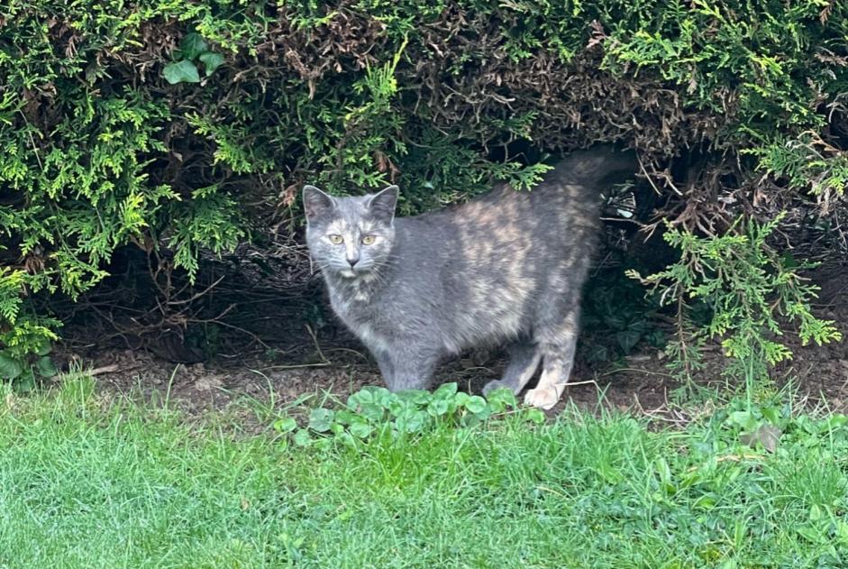 Alerta descoberta Gato Fêmea La Roche-sur-Yon France